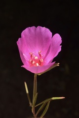 Clarkia gracilis gracilis