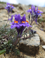 Linaria alpina alpina