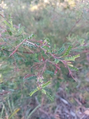 Dodonaea multijuga