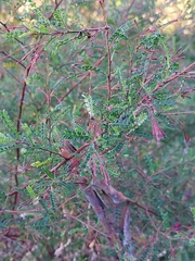 Dodonaea multijuga