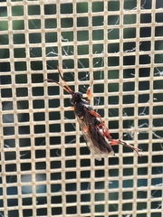 Ichneumon sarcitorius