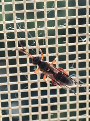 Ichneumon sarcitorius
