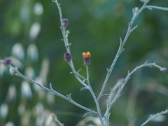 Erigeron biolettii