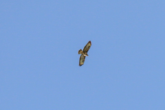 Buteo buteo