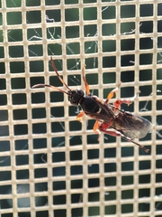 Ichneumon sarcitorius