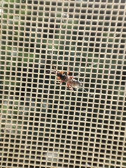 Ichneumon sarcitorius