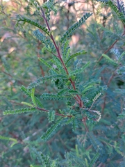Dodonaea multijuga