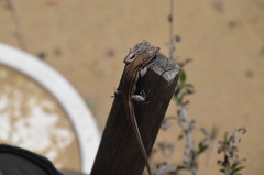 Aspidoscelis hyperythrus beldingi