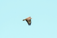Buteo buteo