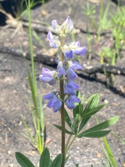 Lupinus parviflorus