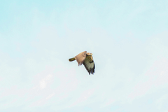 Buteo buteo