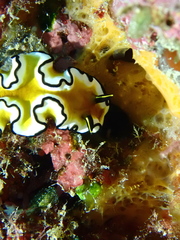 Doriprismatica sibogae