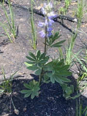 Lupinus parviflorus