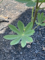 Lupinus parviflorus