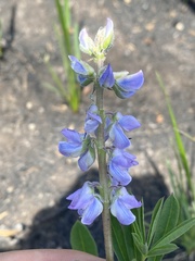 Lupinus parviflorus