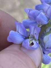 Lupinus parviflorus