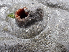 Zirfaea