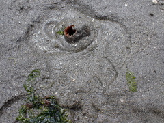 Zirfaea