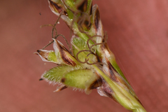 Carex concinnoides