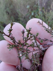 Kunzea parvifolia