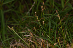 Carex concinnoides