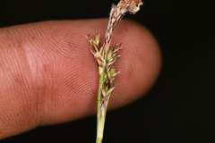 Carex concinnoides