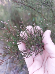 Kunzea parvifolia