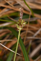 Carex concinnoides