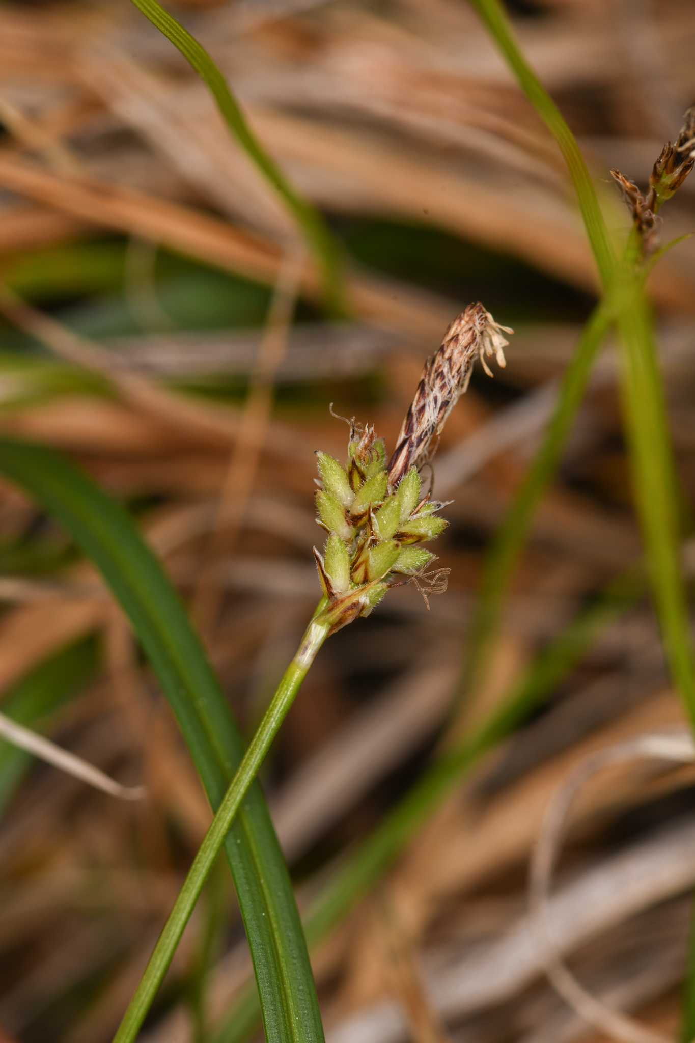 Carex concinnoides