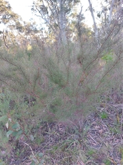 Kunzea parvifolia