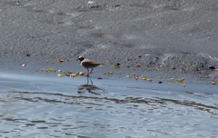 Charadrius dubius
