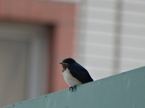 Barn Swallow