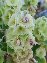 Pseudodictamnus acetabulosus