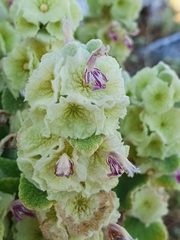 Pseudodictamnus acetabulosus