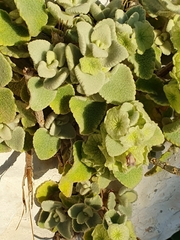 Pseudodictamnus acetabulosus