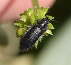 Enicopus ater