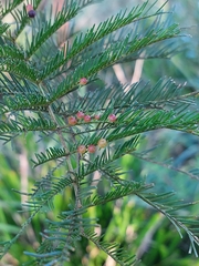 Austroacacidiplosis botrycephalae