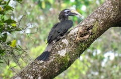 Anorrhinus galeritus