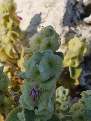 Pseudodictamnus acetabulosus