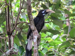 Anorrhinus galeritus