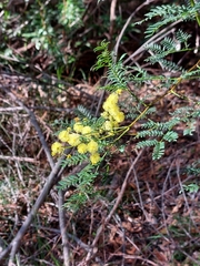 Acacia terminalis