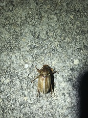 Polyphylla occidentalis