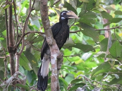 Anorrhinus galeritus