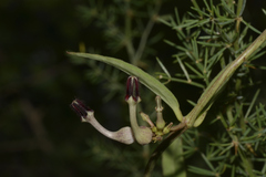 Ceropegia bulbosa lushii