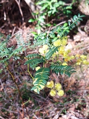 Acacia terminalis
