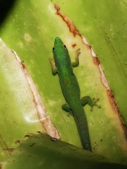 Phelsuma quadriocellata bimaculata