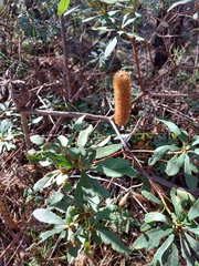 Banksia paludosa