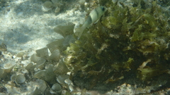 Parupeneus multifasciatus