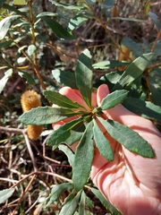 Banksia paludosa