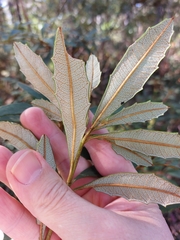 Banksia paludosa